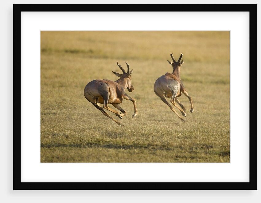 Topi Chase by Anonymous