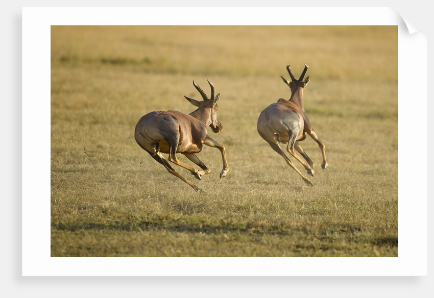 Topi Chase by Anonymous