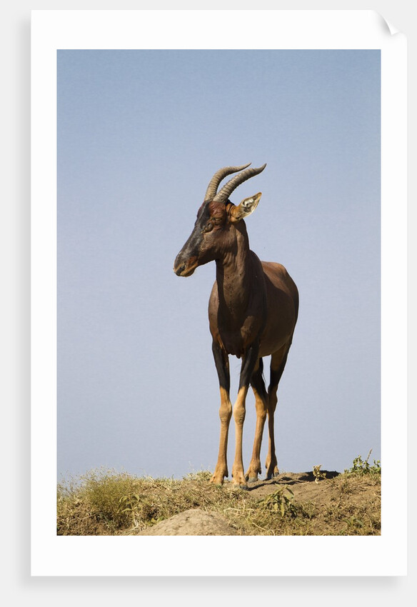 Topi Portrait by Anonymous