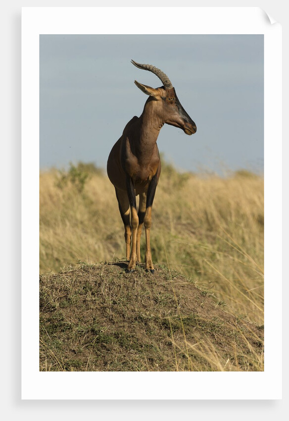 Topi Portrait by Anonymous