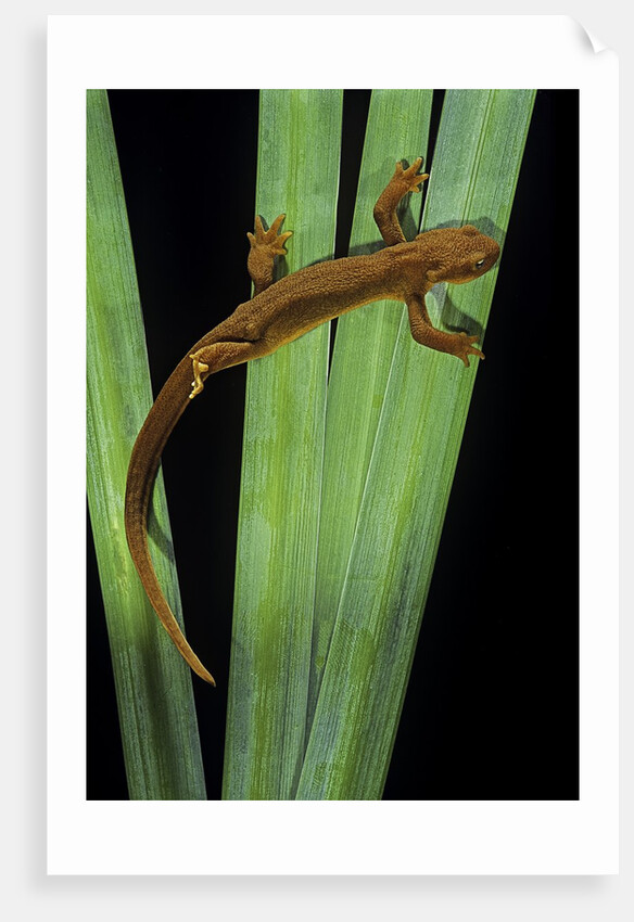 Taricha granulosa (rough-skinned newt) by Anonymous