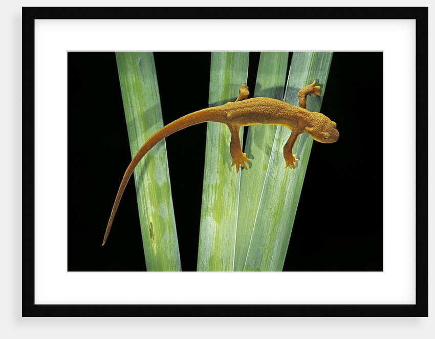 Taricha granulosa (rough-skinned newt) by Anonymous