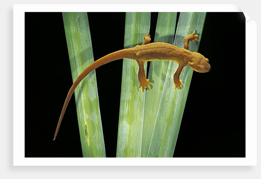 Taricha granulosa (rough-skinned newt) by Anonymous