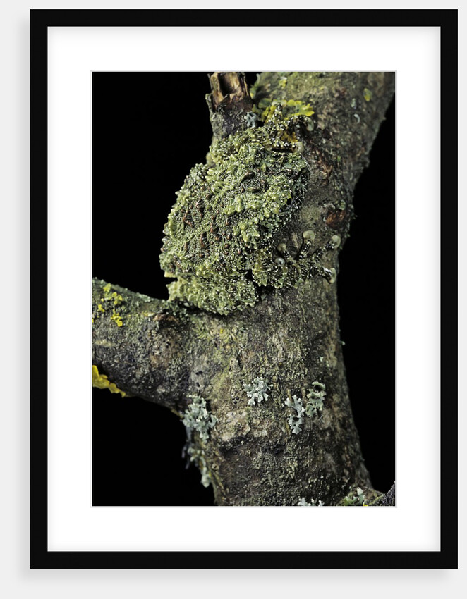 Theloderma corticale (Tonkin bug-eyed frog, mossy frog) by Anonymous