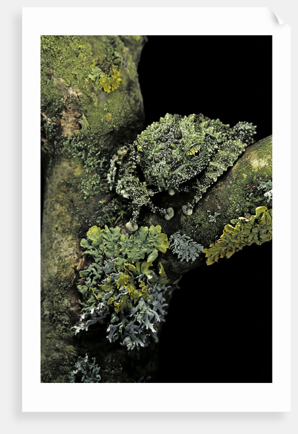 Theloderma corticale (Tonkin bug-eyed frog, mossy frog) by Anonymous