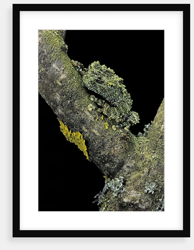 Theloderma corticale (Tonkin bug-eyed frog, mossy frog) by Anonymous