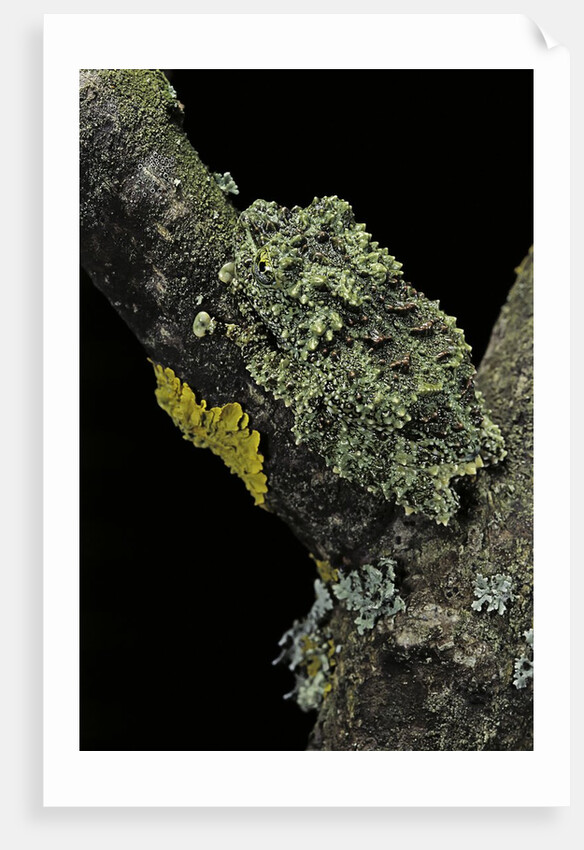 Theloderma corticale (Tonkin bug-eyed frog, mossy frog) by Anonymous