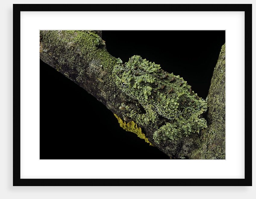 Theloderma corticale (Tonkin bug-eyed frog, mossy frog) by Anonymous