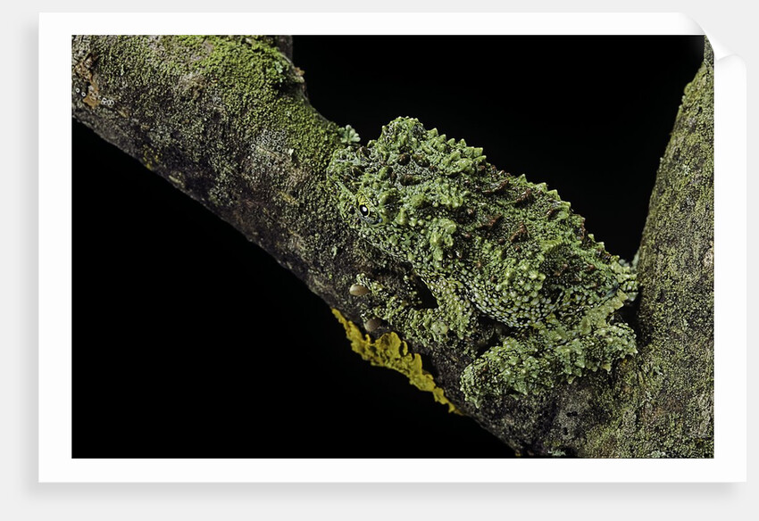 Theloderma corticale (Tonkin bug-eyed frog, mossy frog) by Anonymous