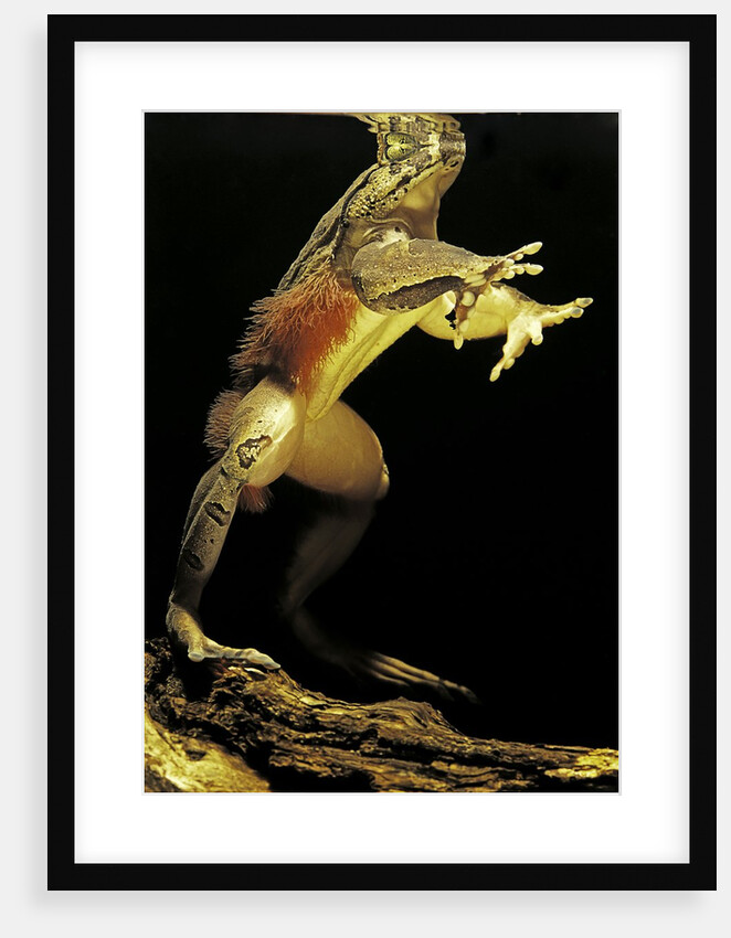 Trichobatrachus robustus (hairy frog) by Anonymous
