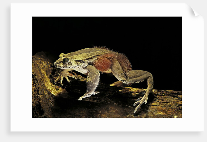 Trichobatrachus robustus (hairy frog) by Anonymous