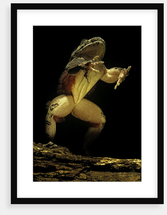 Trichobatrachus robustus (hairy frog) by Anonymous