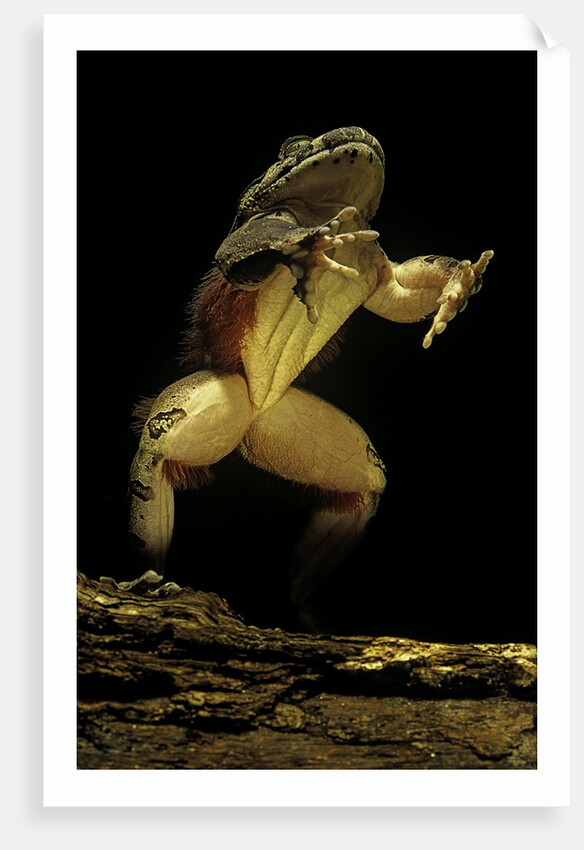 Trichobatrachus robustus (hairy frog) by Anonymous