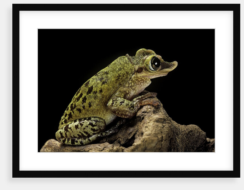 Triprion spatulatus (shovel-nosed treefrog) by Anonymous