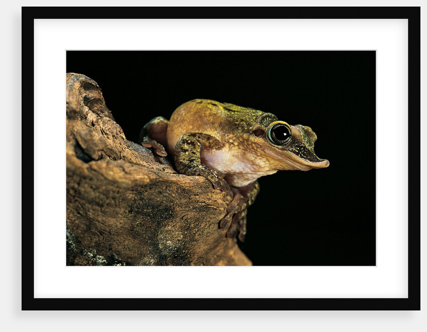 Triprion spatulatus (shovel-nosed treefrog) by Anonymous