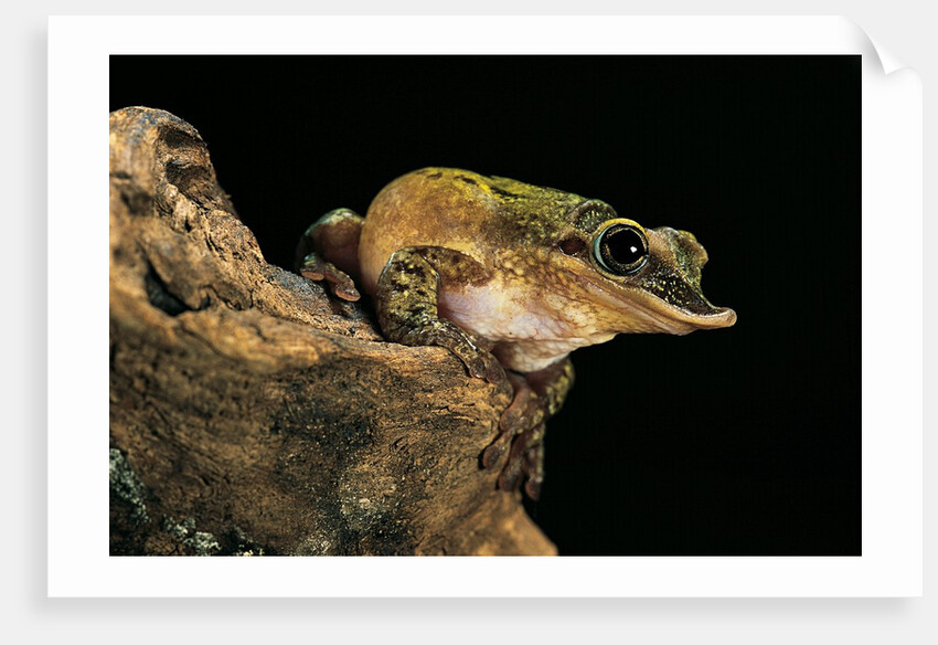 Triprion spatulatus (shovel-nosed treefrog) by Anonymous