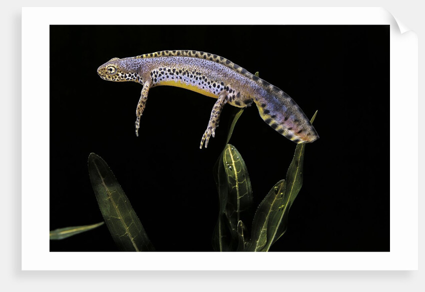 Triturus alpestris (alpine newt) by Anonymous