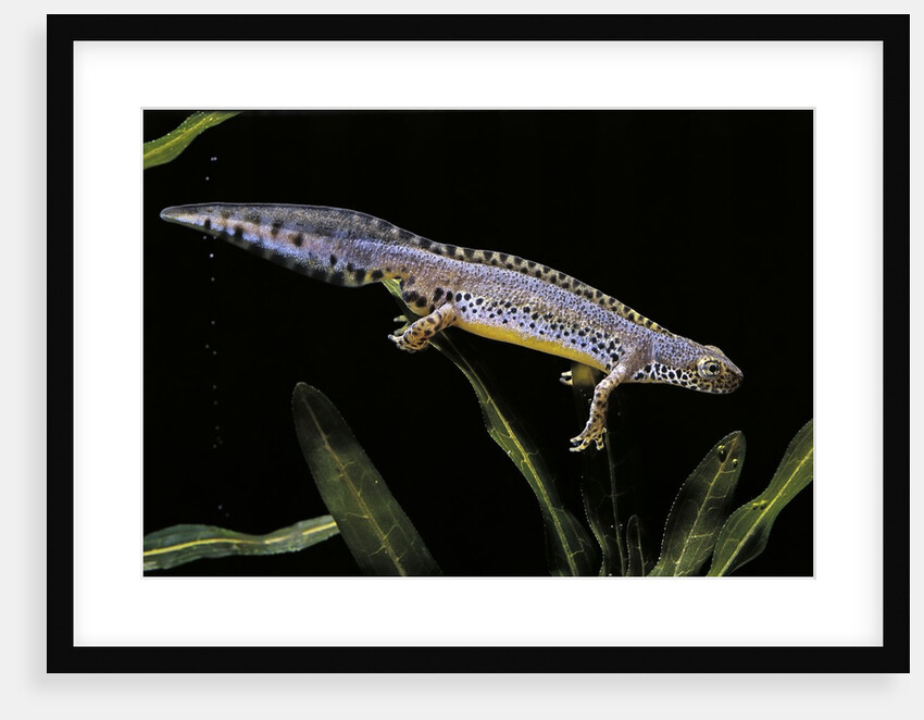Triturus alpestris (alpine newt) by Anonymous