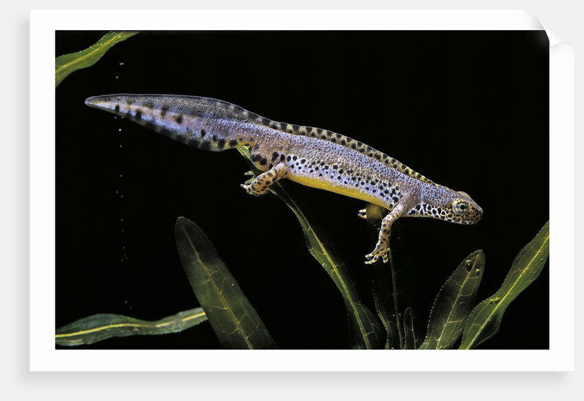 Triturus alpestris (alpine newt) by Anonymous
