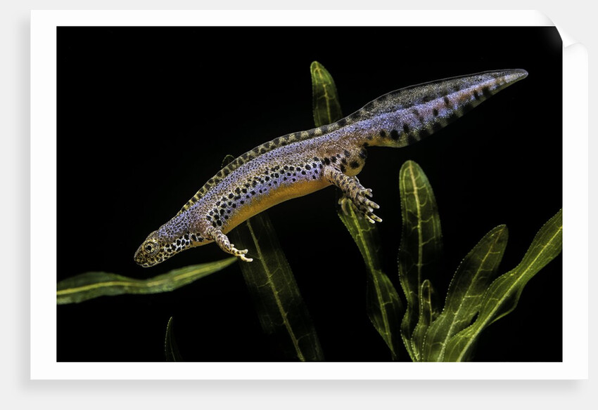 Triturus alpestris (alpine newt) by Anonymous