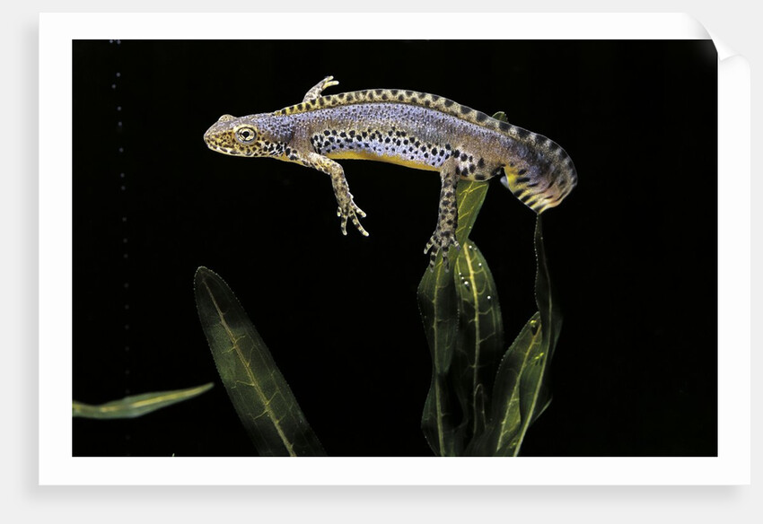 Triturus alpestris (alpine newt) by Anonymous