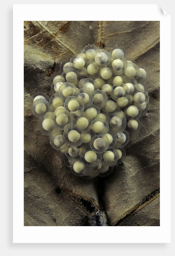 Trichobatrachus robustus (hairy frog) - eggs by Anonymous
