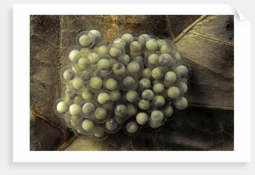 Trichobatrachus robustus (hairy frog) - eggs by Anonymous