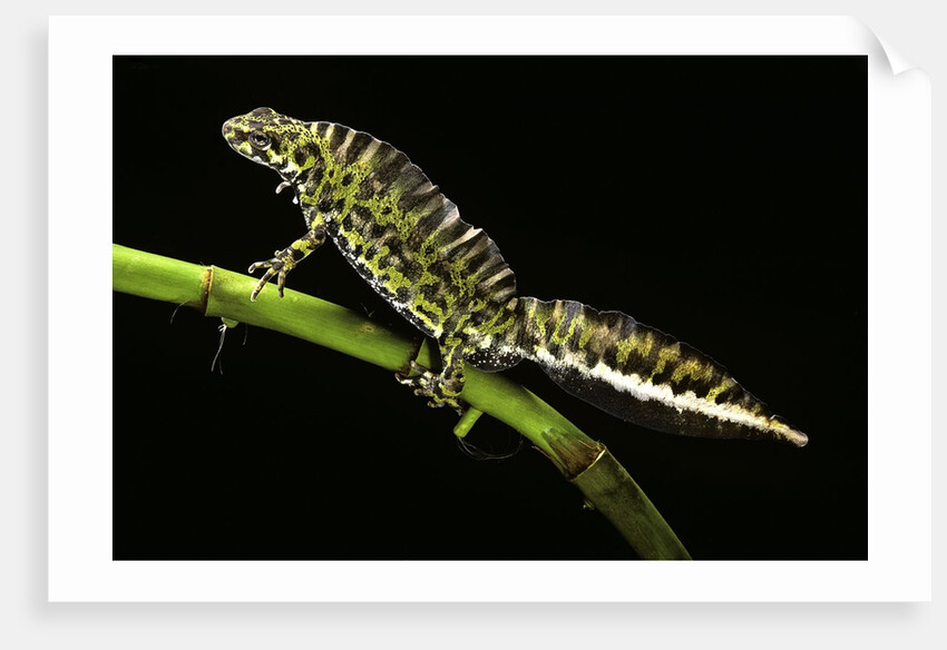 Triturus marmoratus (marbled newt) by Anonymous