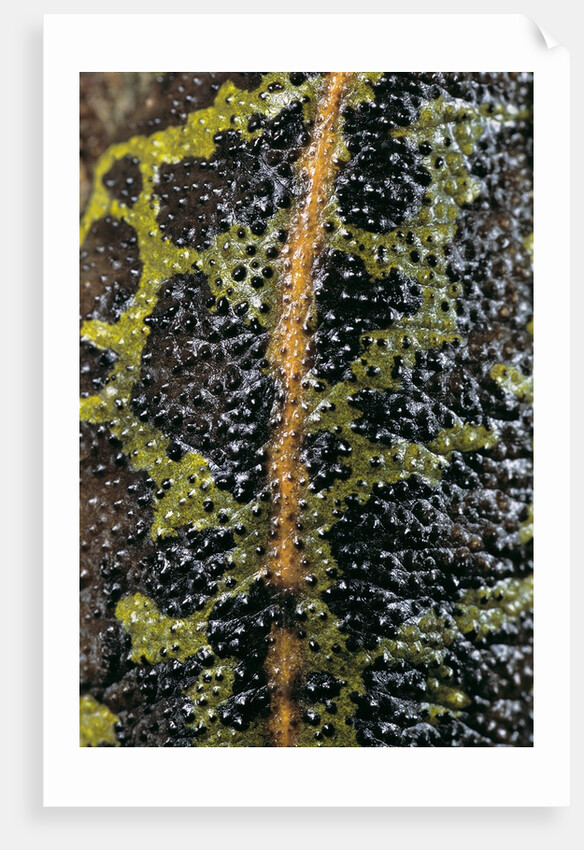 Triturus marmoratus (marbled newt) by Anonymous