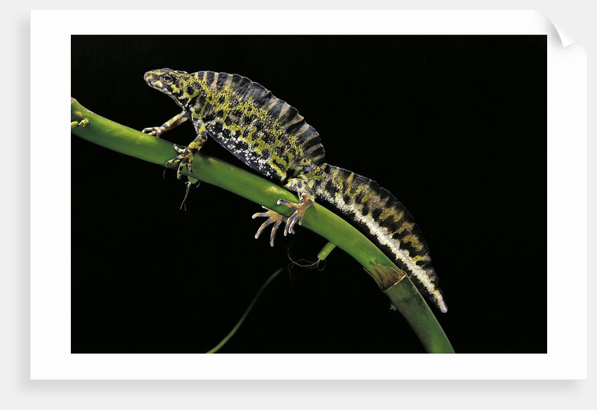 Triturus marmoratus (marbled newt) by Anonymous