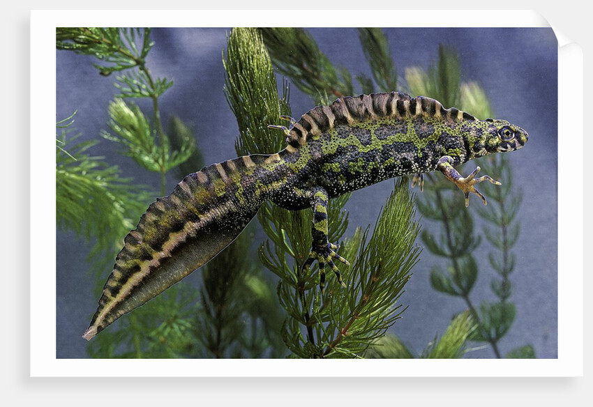 Triturus marmoratus (marbled newt) by Anonymous