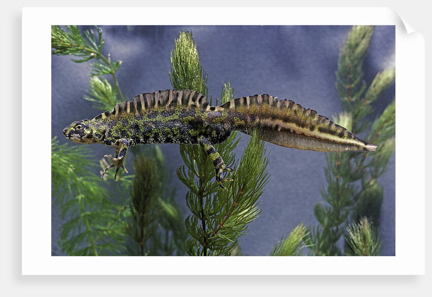 Triturus marmoratus (marbled newt) by Anonymous