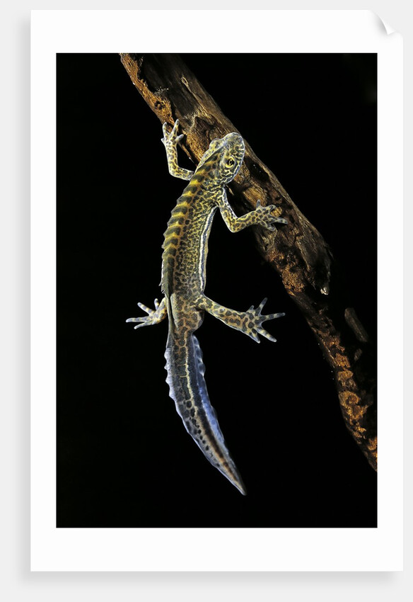 Ommatotriton vittatus (southern banded newt) by Anonymous