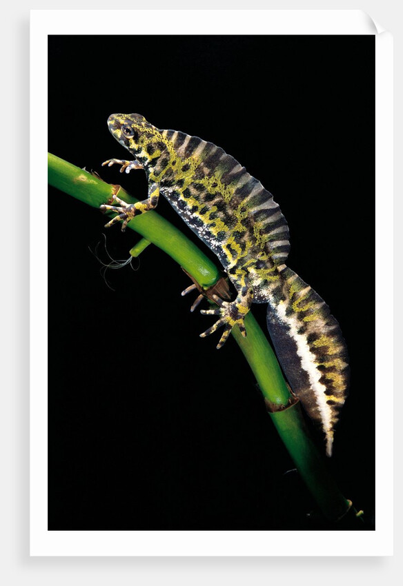 Triturus marmoratus (marbled newt) by Anonymous
