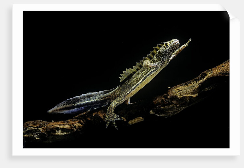 Ommatotriton vittatus (southern banded newt) by Anonymous