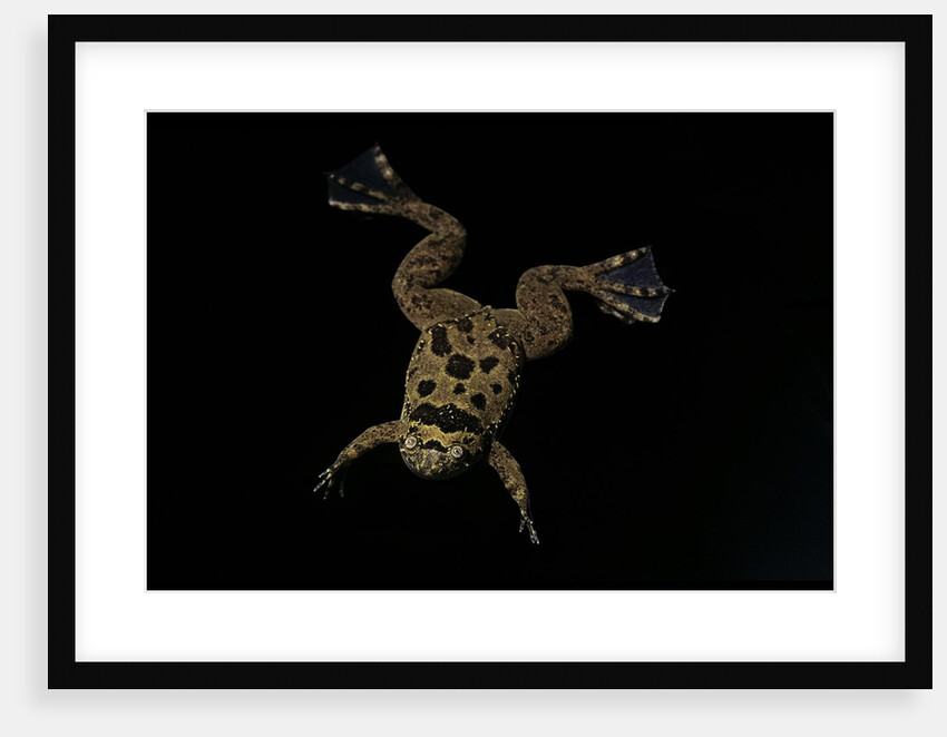 Xenopus fraseri (Fraser's clawed frog) by Anonymous