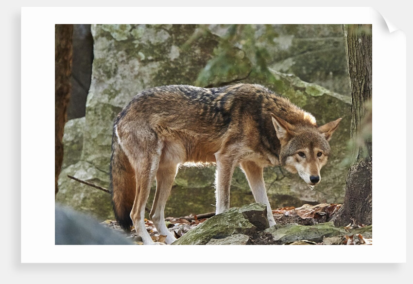 Red Wolf by Anonymous