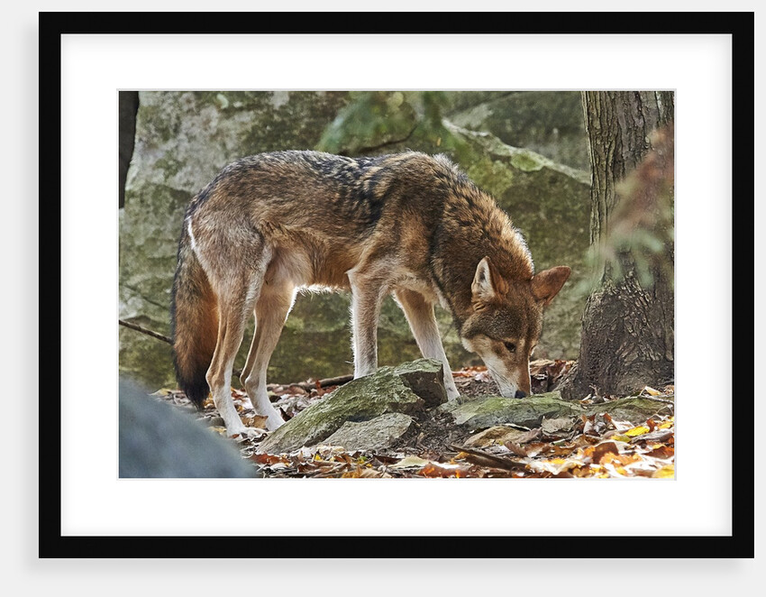 Red Wolf by Anonymous