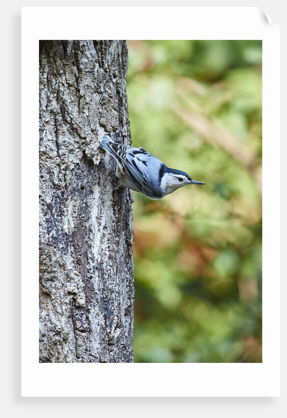 White-breasted Nuthatch by Anonymous