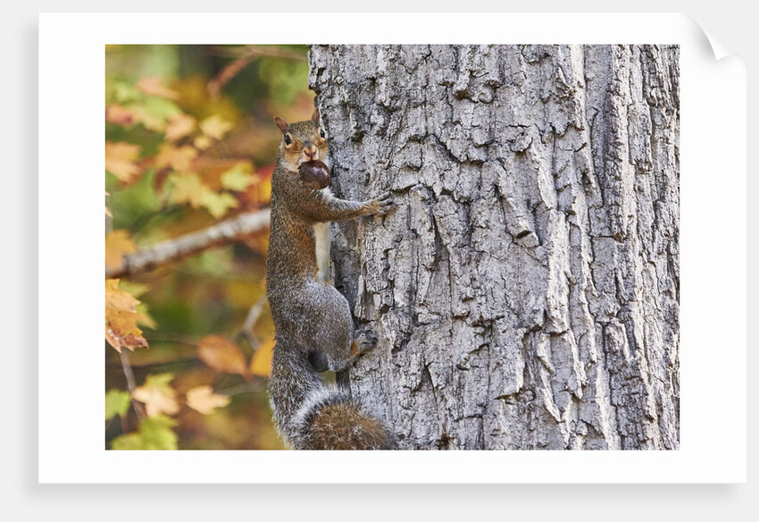 eastern gray squirrel by Anonymous