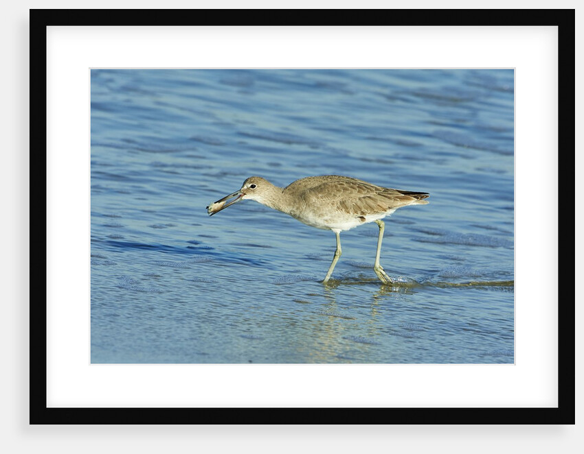 Willet; by Anonymous