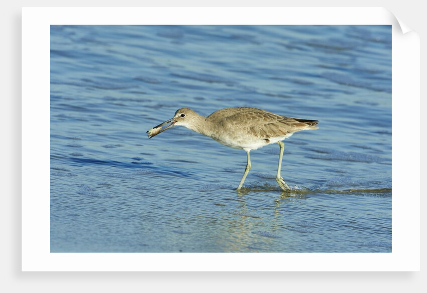 Willet; by Anonymous