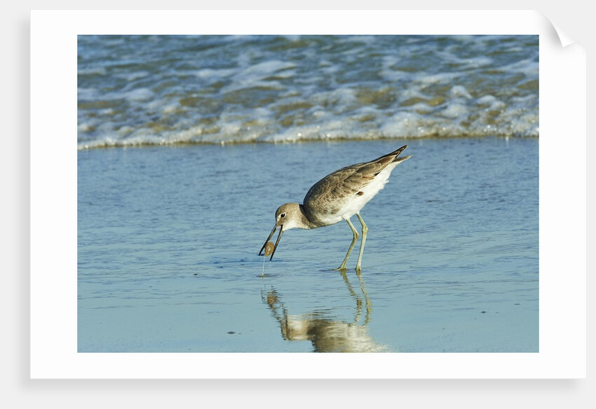 Willet; by Anonymous