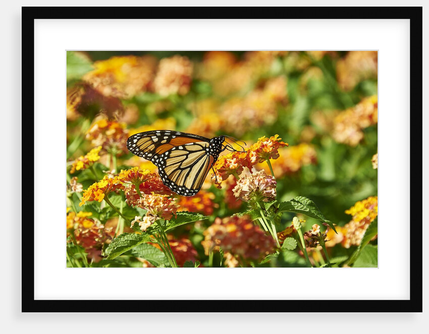 Monarch Butterfly by Anonymous