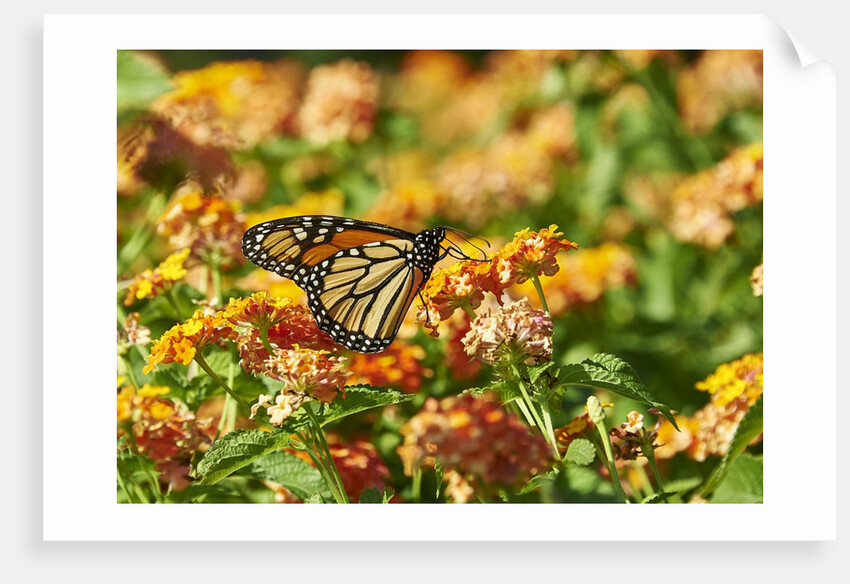 Monarch Butterfly by Anonymous
