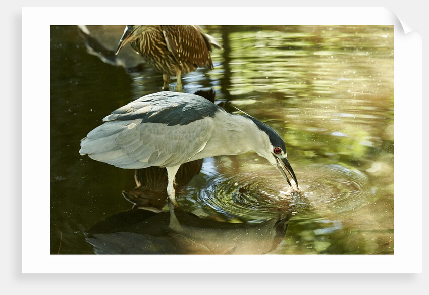 Night Heron; by Anonymous