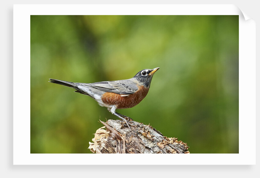 American Robin by Anonymous