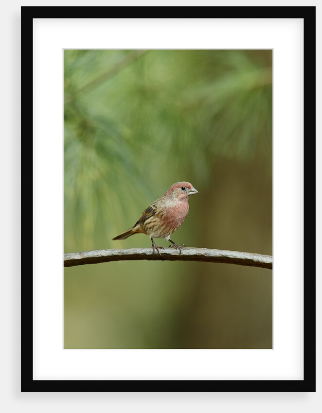 House Finch by Anonymous