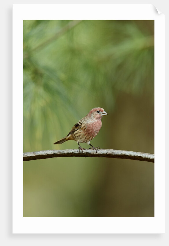 House Finch by Anonymous