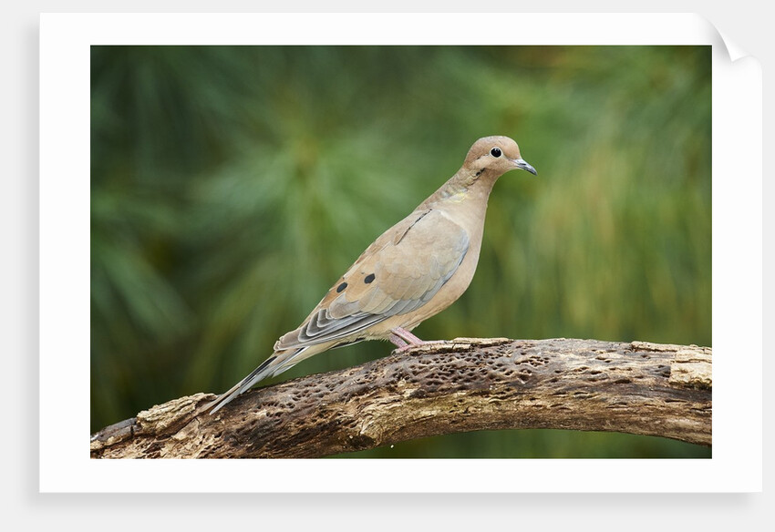 Mouring Dove by Anonymous